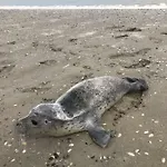 Le Petit Marin Hébergement de vacances Le Crotoy